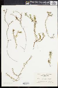 Elodea nuttallii image