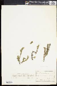 Elodea nuttallii image