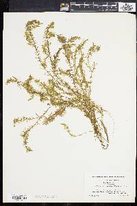 Elodea nuttallii image