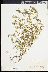 Elodea nuttallii image