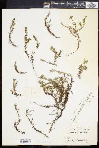 Elodea nuttallii image