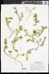 Elodea nuttallii image