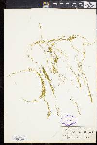 Elodea nuttallii image