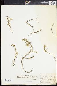 Elodea nuttallii image