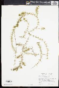 Elodea nuttallii image