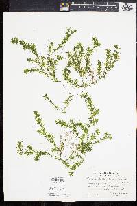 Elodea nuttallii image