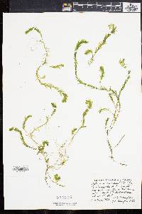 Elodea nuttallii image