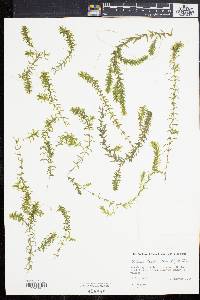 Elodea nuttallii image