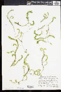 Elodea nuttallii image