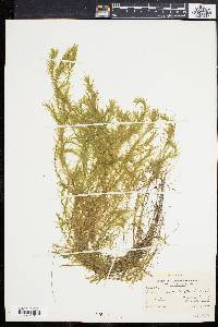 Elodea nuttallii image