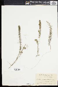 Elodea nuttallii image