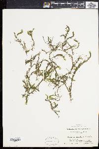 Elodea nuttallii image