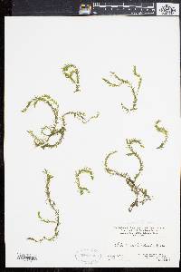 Elodea nuttallii image