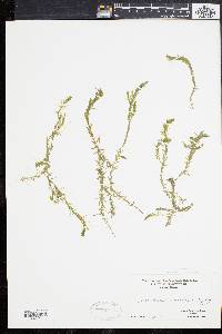 Elodea nuttallii image