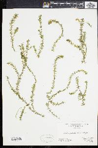 Elodea nuttallii image