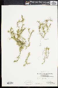 Elodea nuttallii image