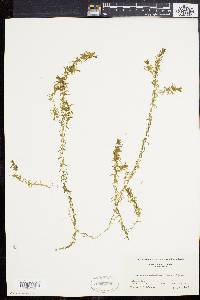 Elodea nuttallii image