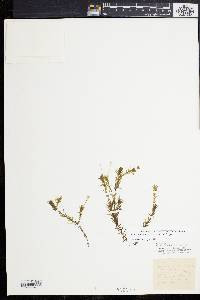 Image of Elodea schweinitzii