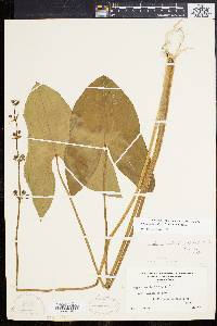 Sagittaria australis image