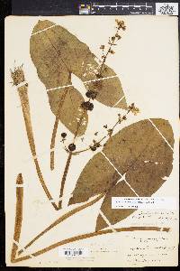 Sagittaria australis image