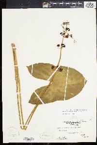 Sagittaria australis image