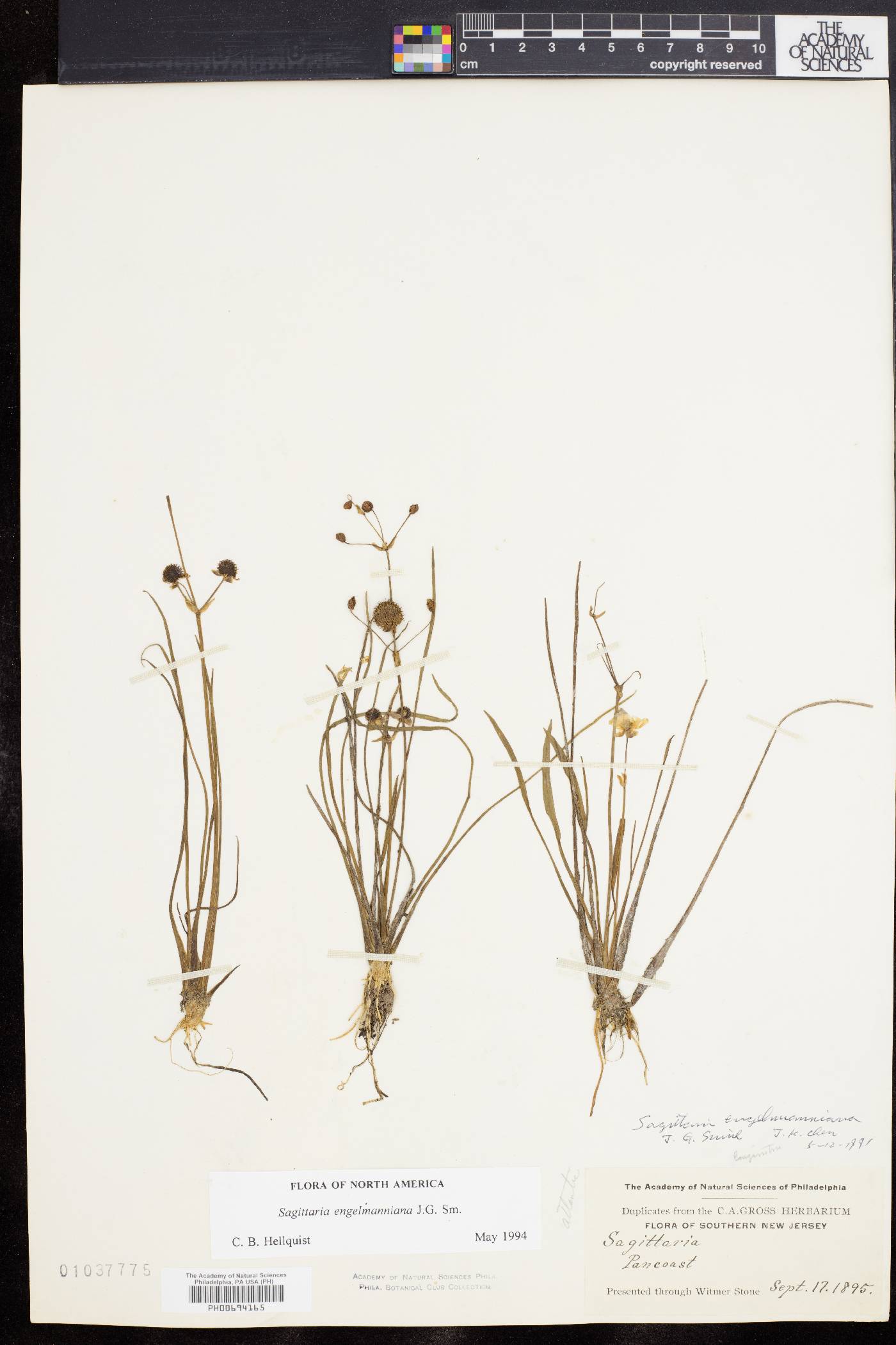 Sagittaria engelmanniana image