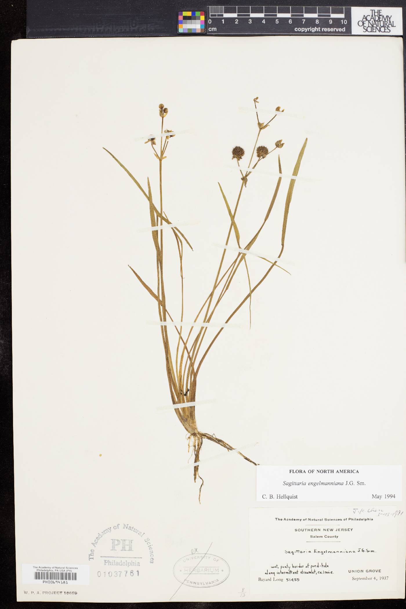 Sagittaria engelmanniana image