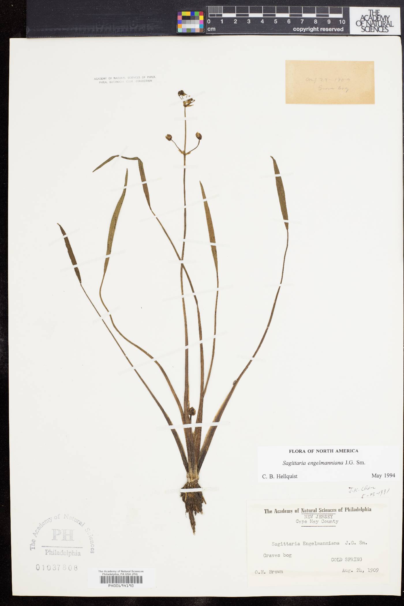 Sagittaria engelmanniana image