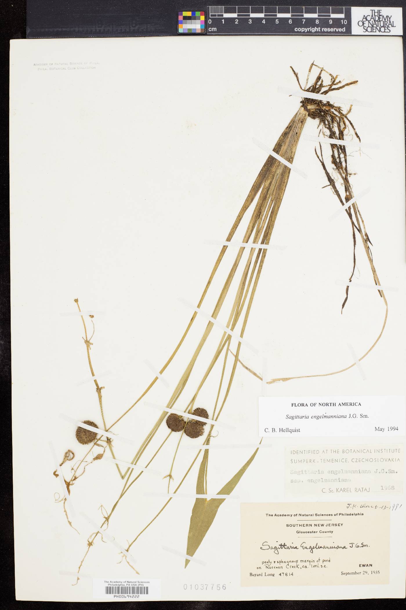 Sagittaria engelmanniana image