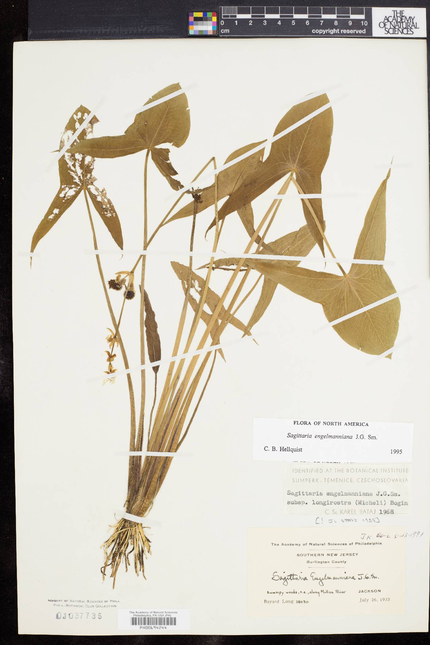 Sagittaria engelmanniana image