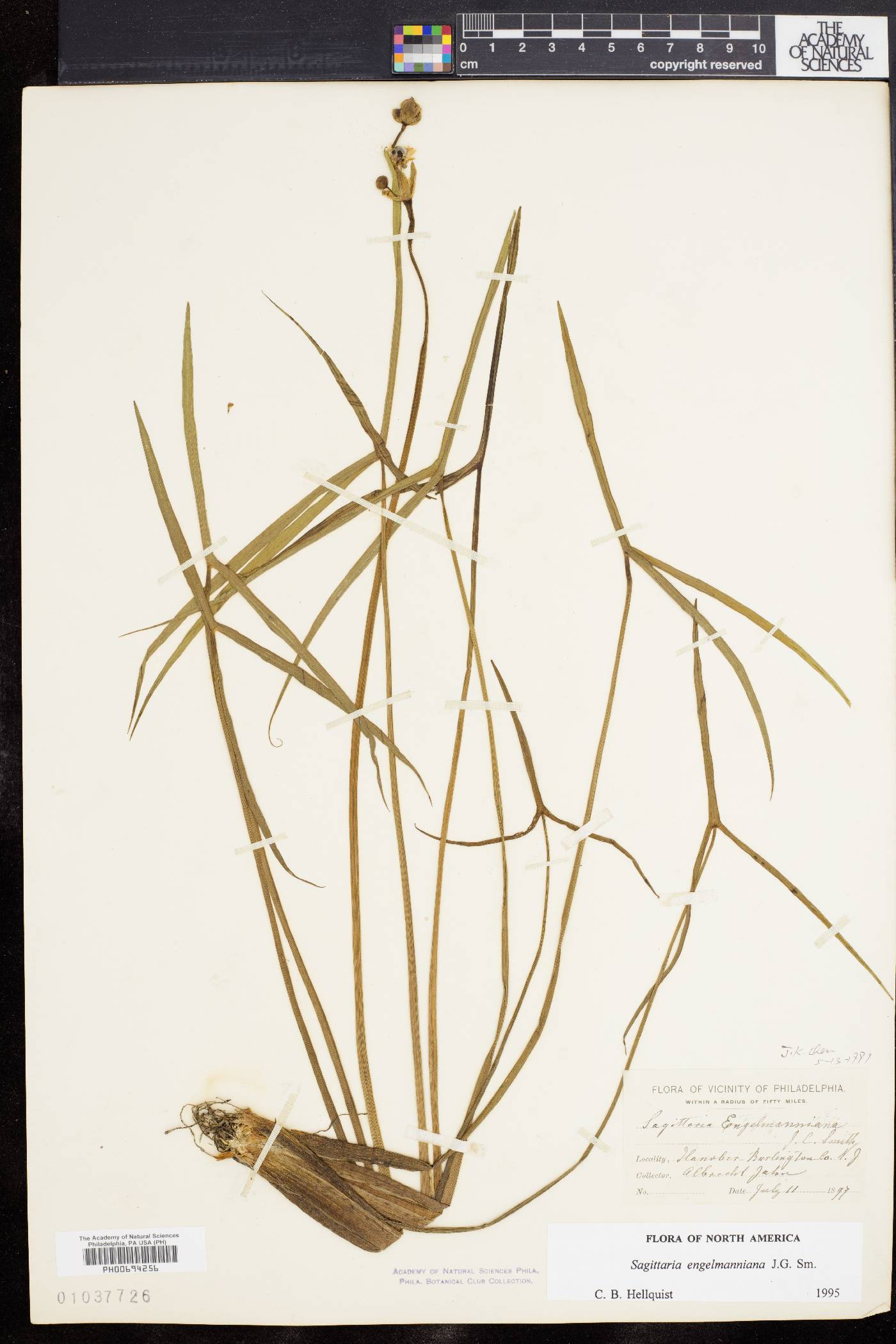 Sagittaria engelmanniana image
