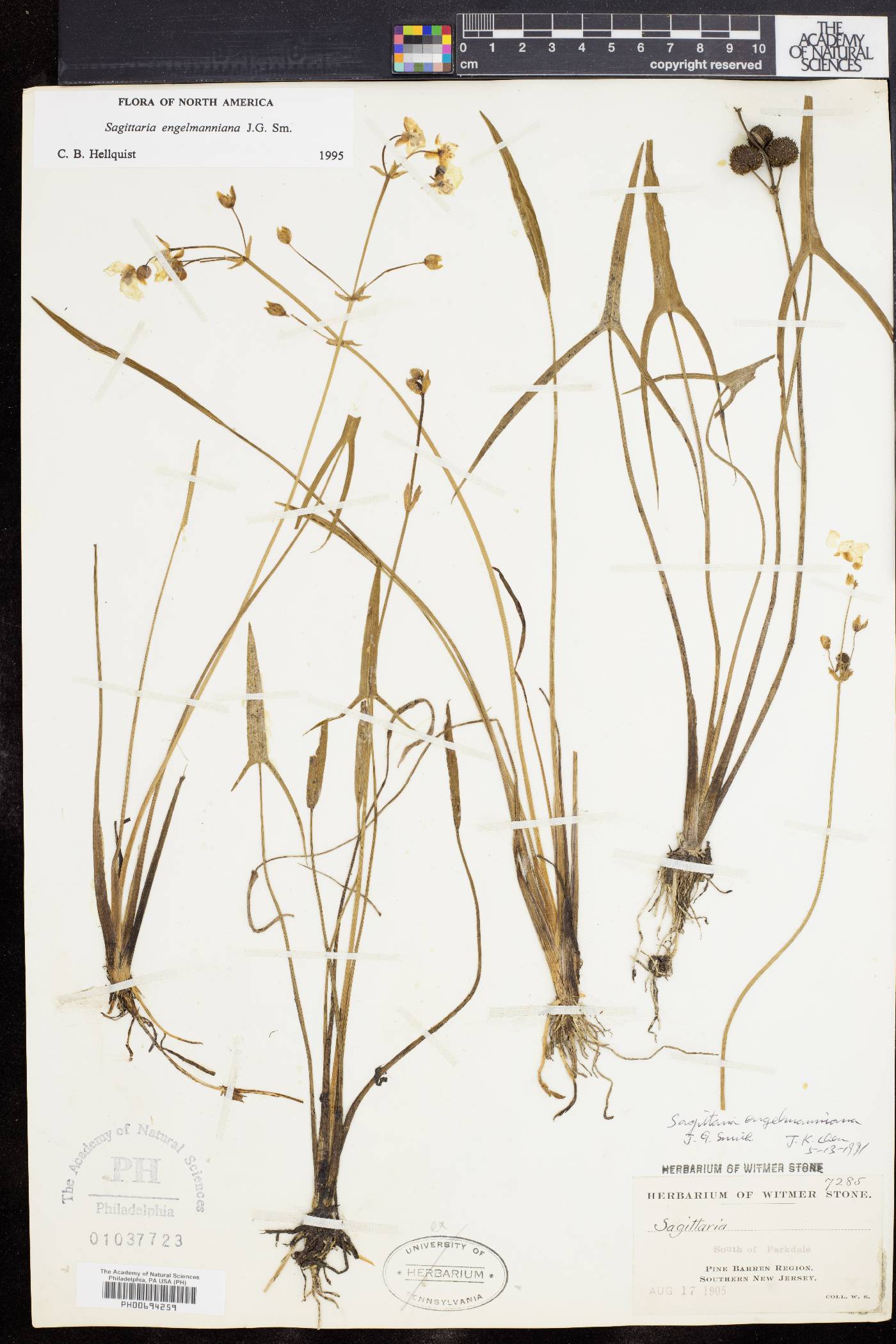 Sagittaria engelmanniana image