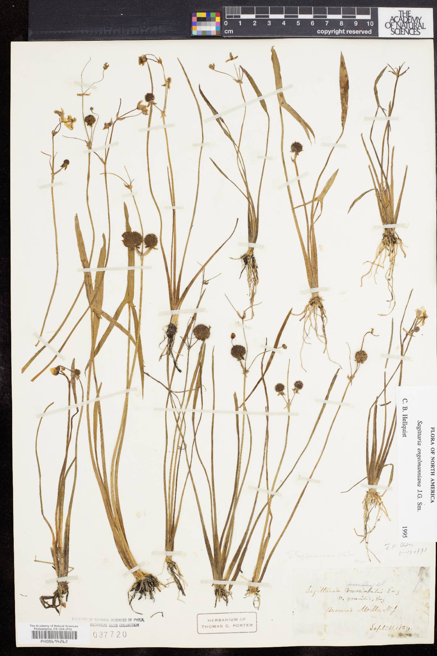 Sagittaria engelmanniana image