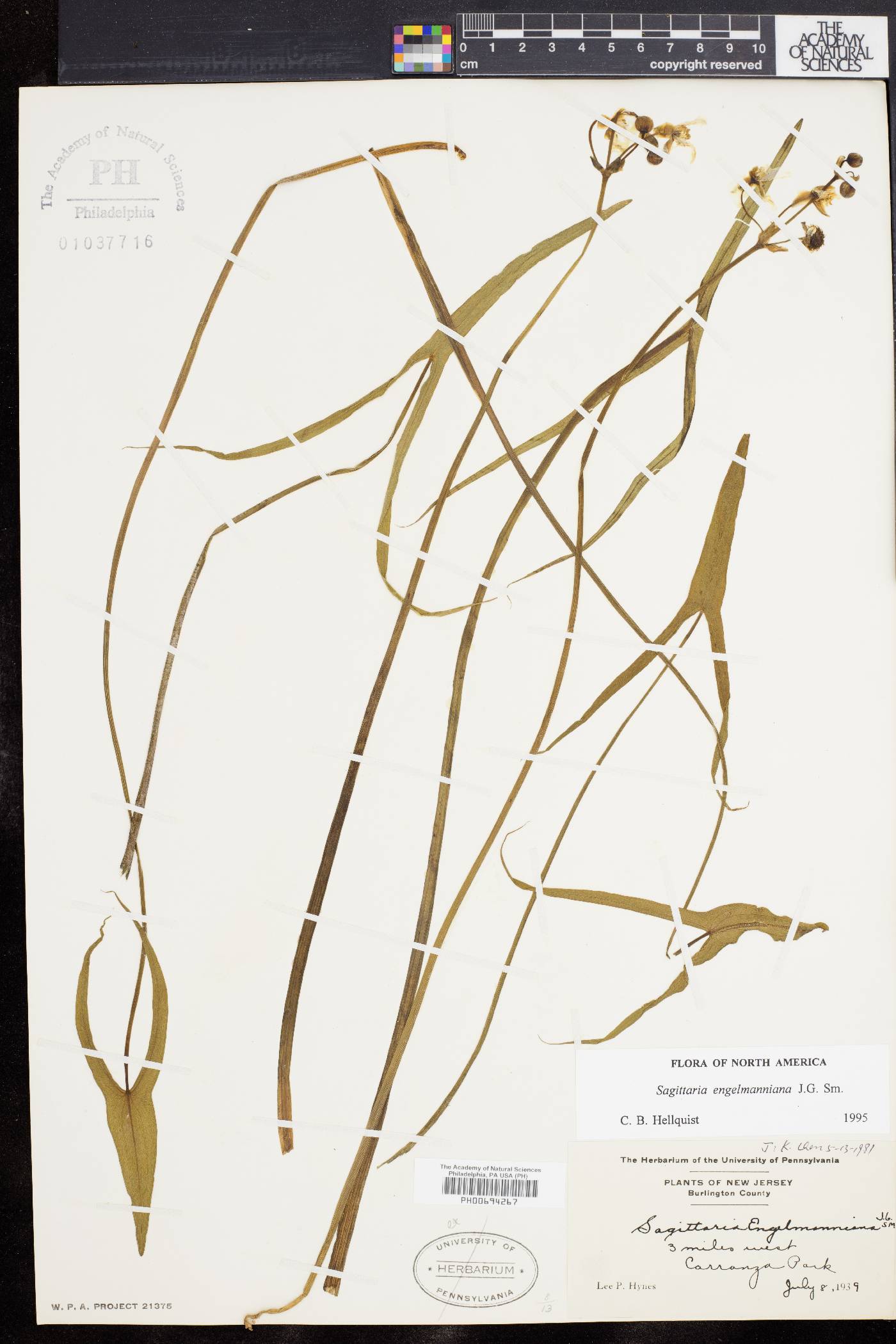 Sagittaria engelmanniana image