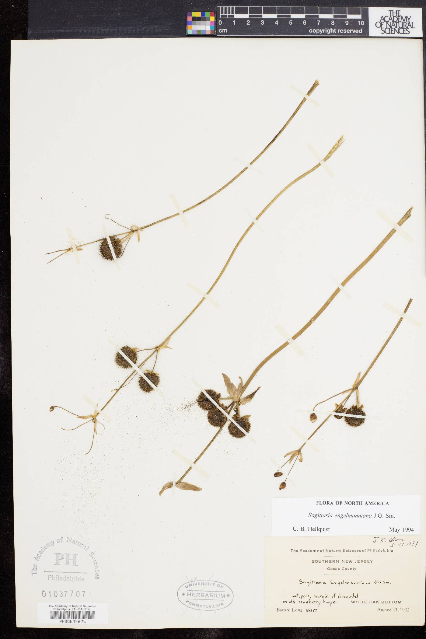 Sagittaria engelmanniana image