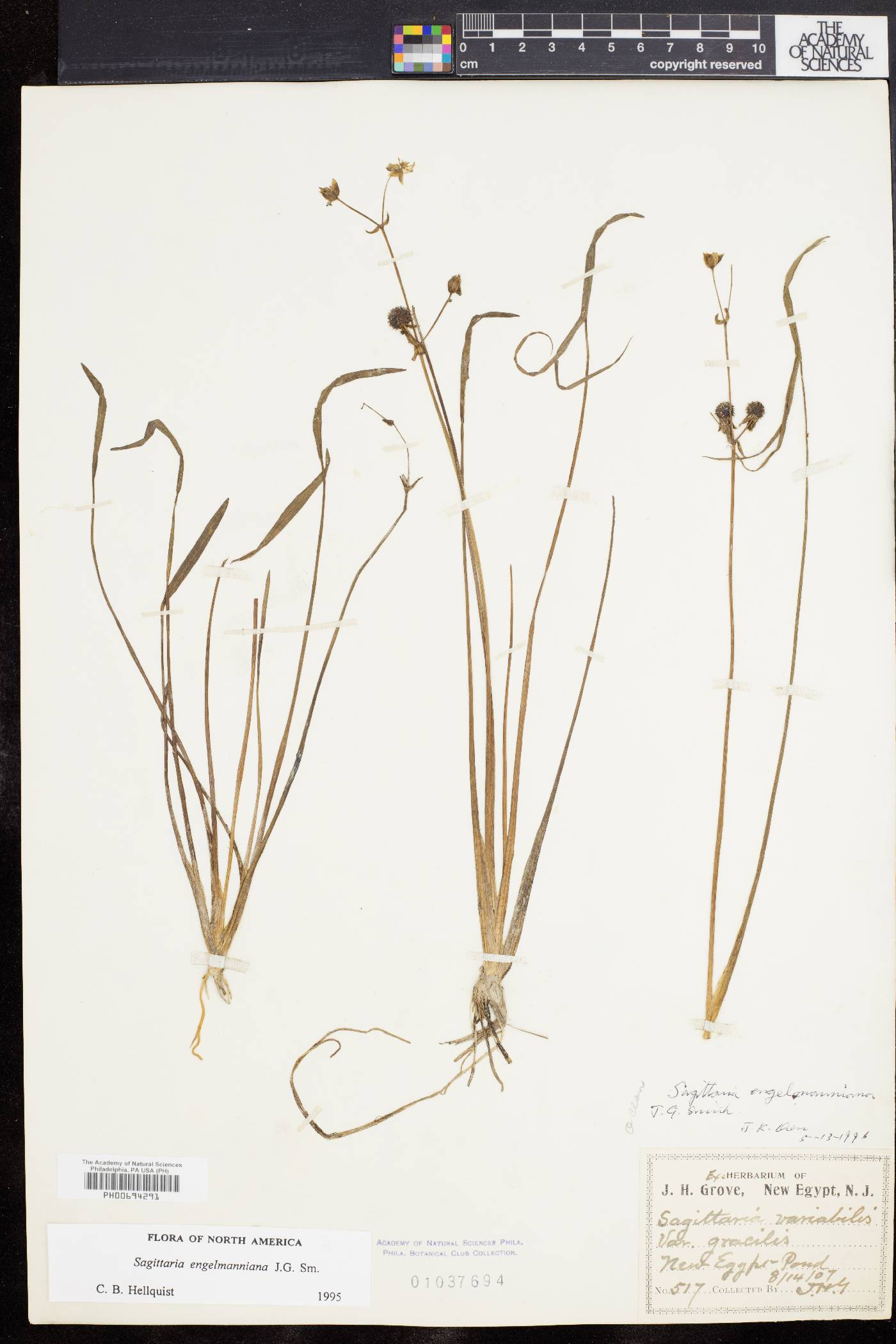 Sagittaria engelmanniana image