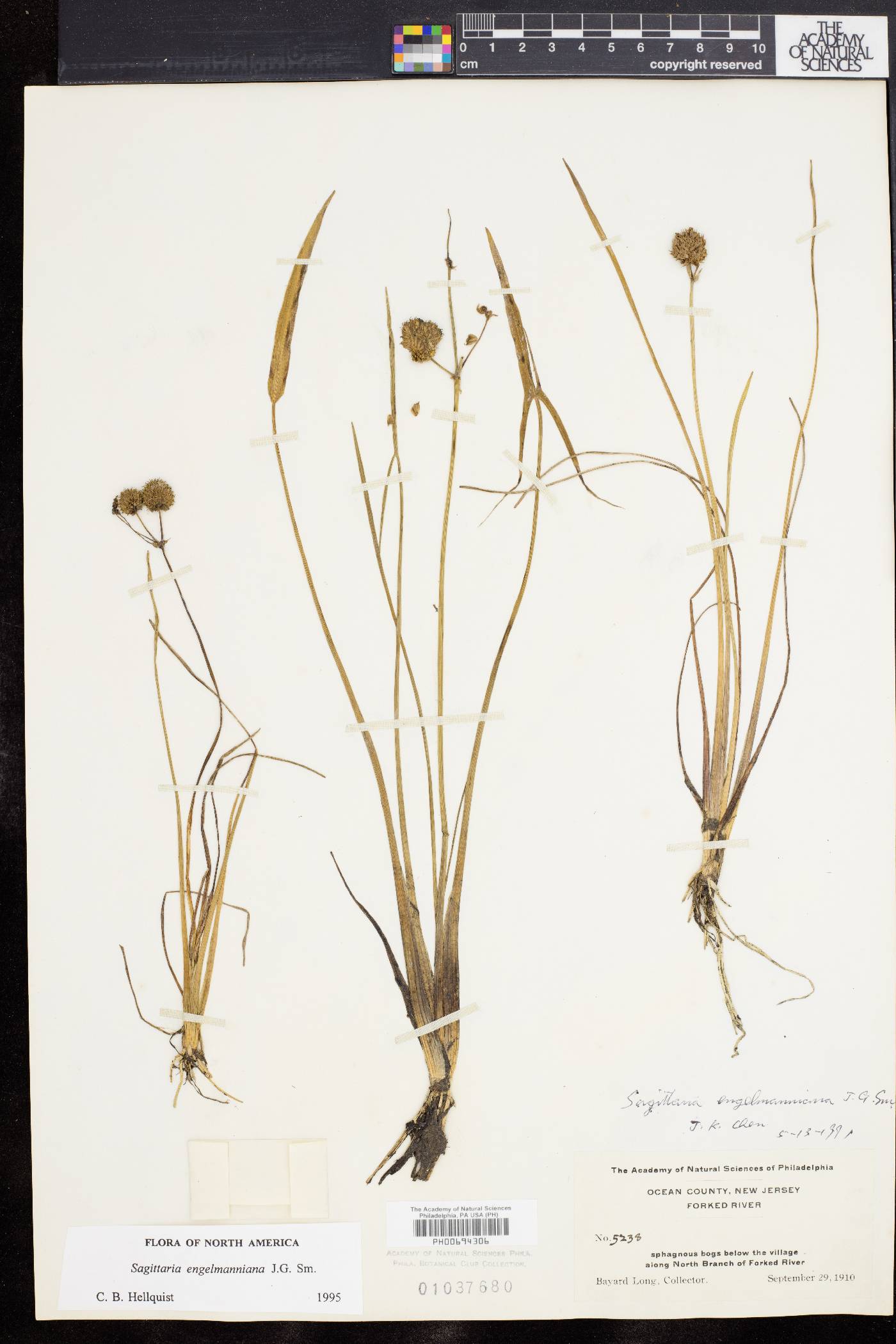Sagittaria engelmanniana image
