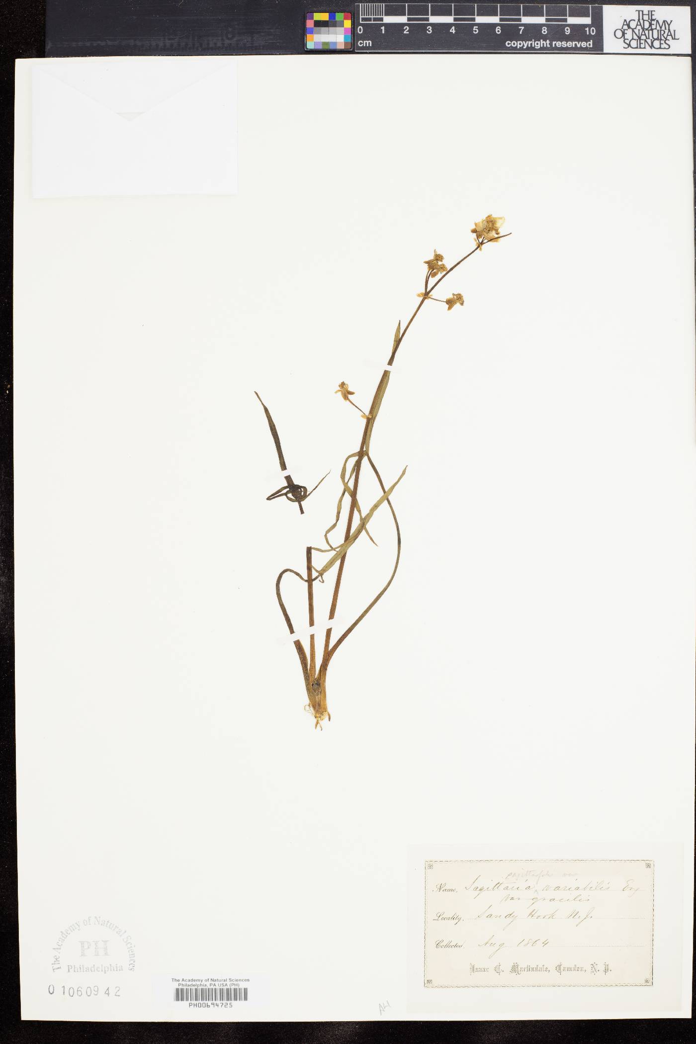 Sagittaria sagittifolia image