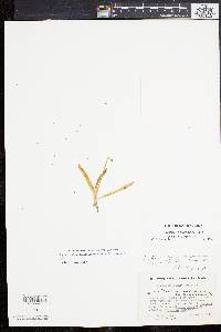 Sagittaria montevidensis subsp. spongiosa image
