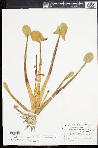 Sagittaria montevidensis subsp. spongiosa image