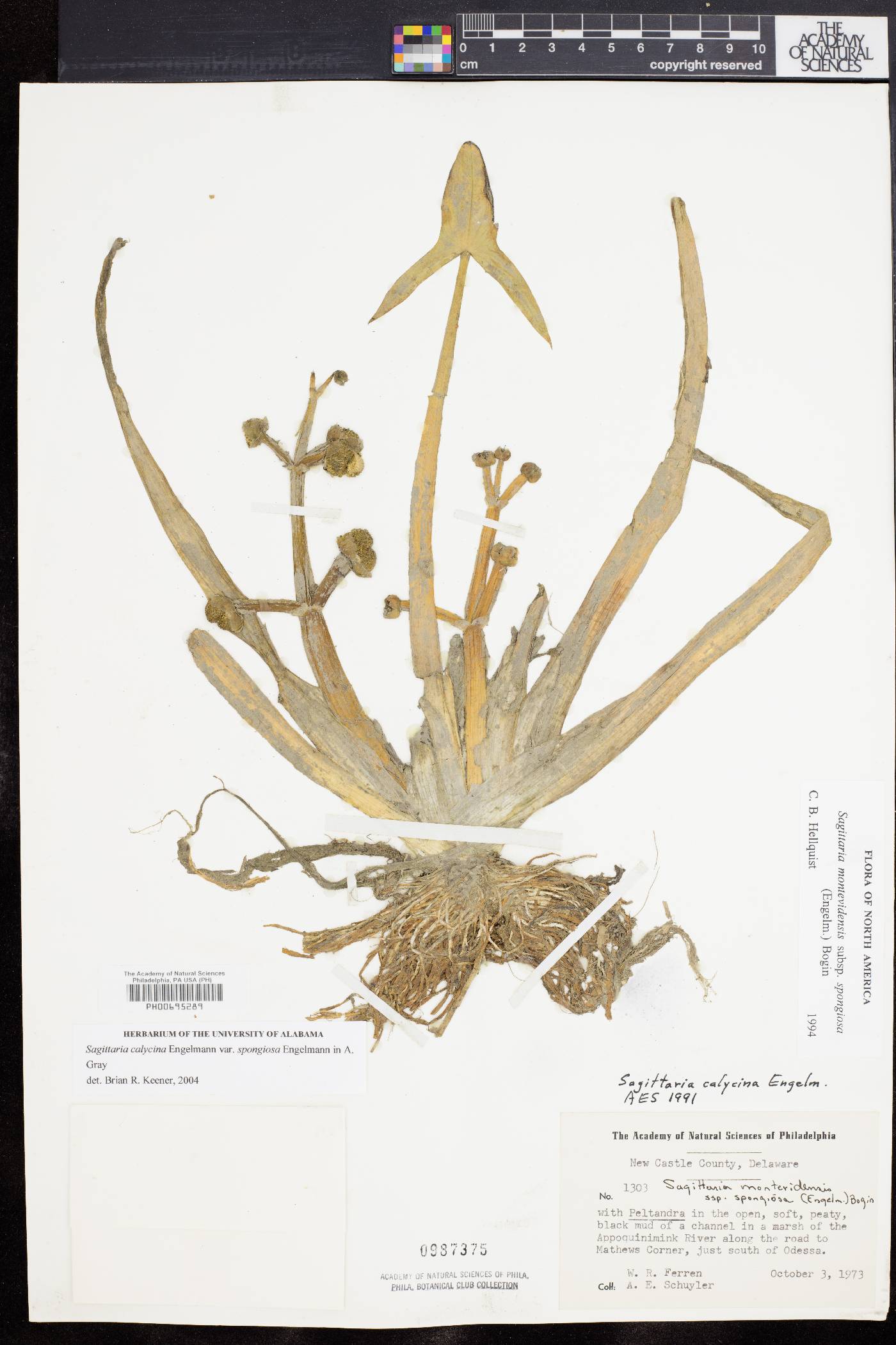 Sagittaria montevidensis subsp. spongiosa image