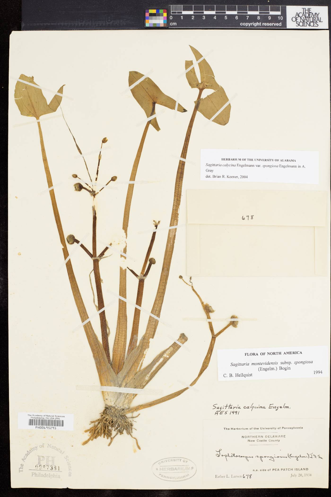 Sagittaria montevidensis subsp. spongiosa image