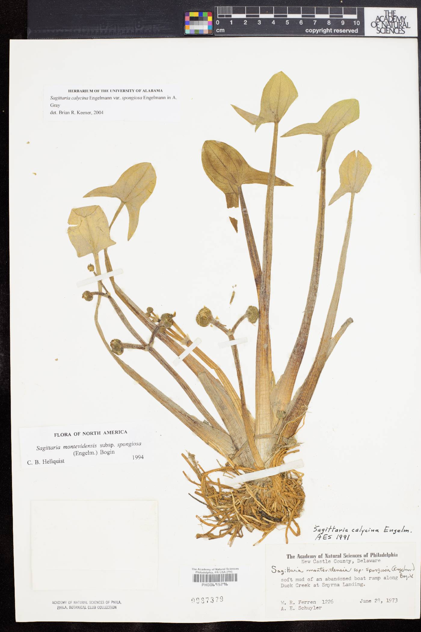 Sagittaria montevidensis subsp. spongiosa image