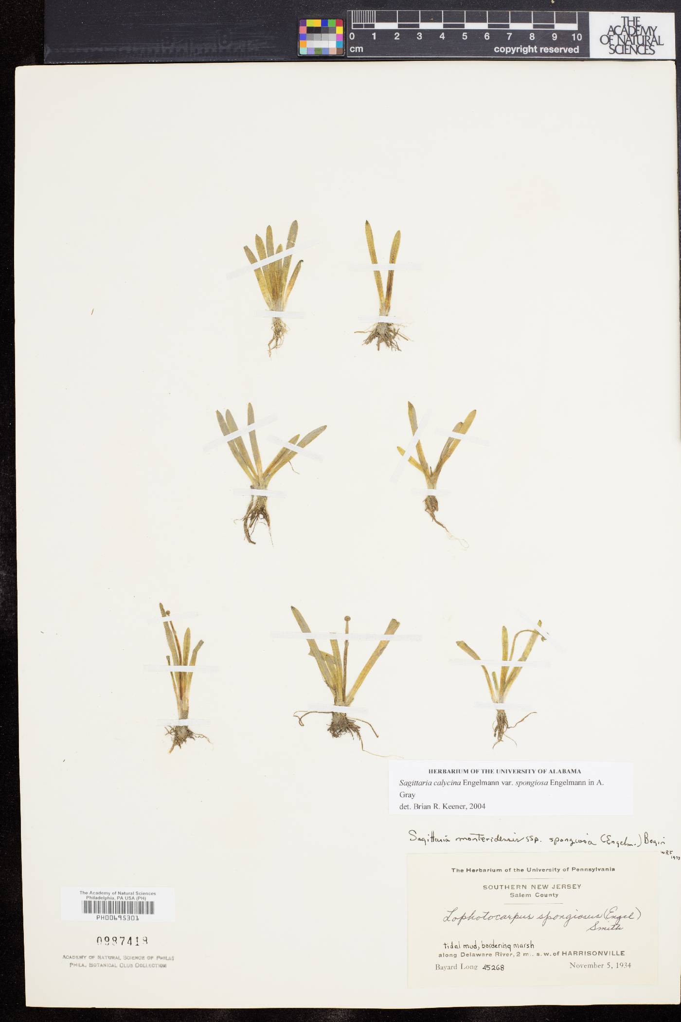 Sagittaria montevidensis subsp. spongiosa image