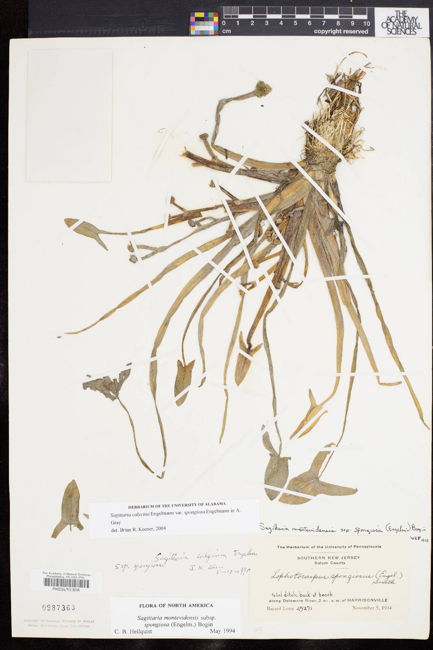 Sagittaria montevidensis subsp. spongiosa image