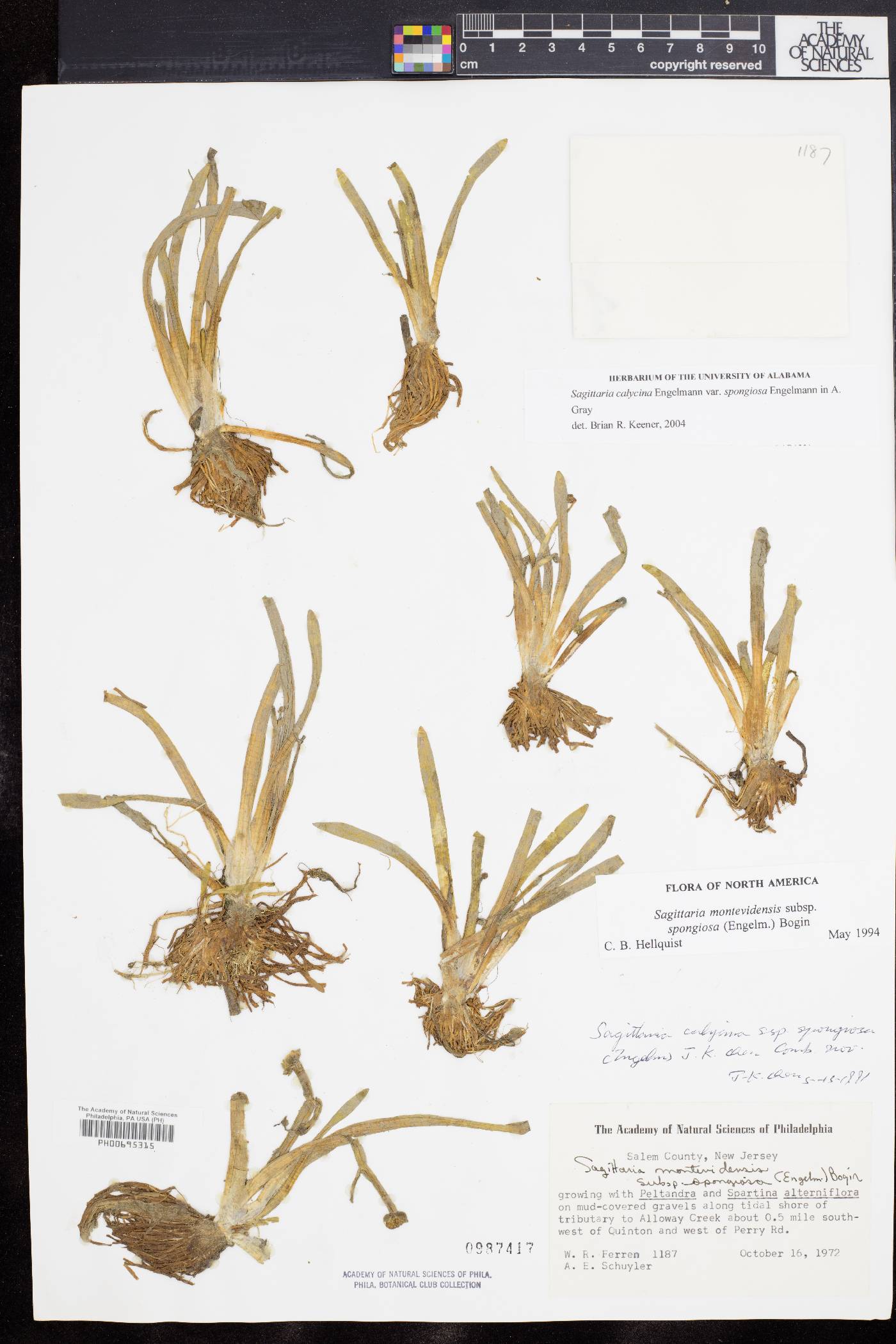 Sagittaria montevidensis subsp. spongiosa image