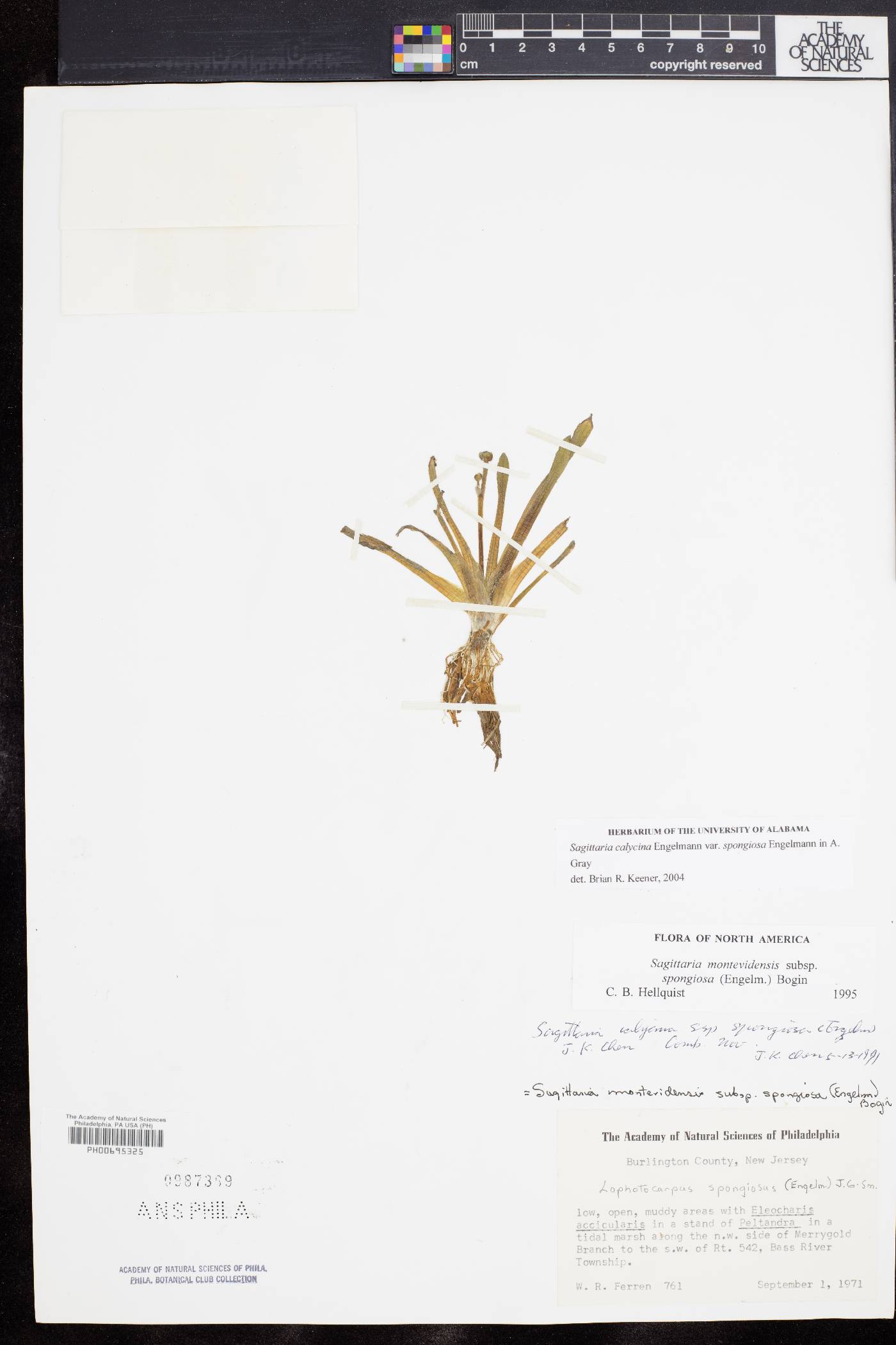 Sagittaria montevidensis subsp. spongiosa image