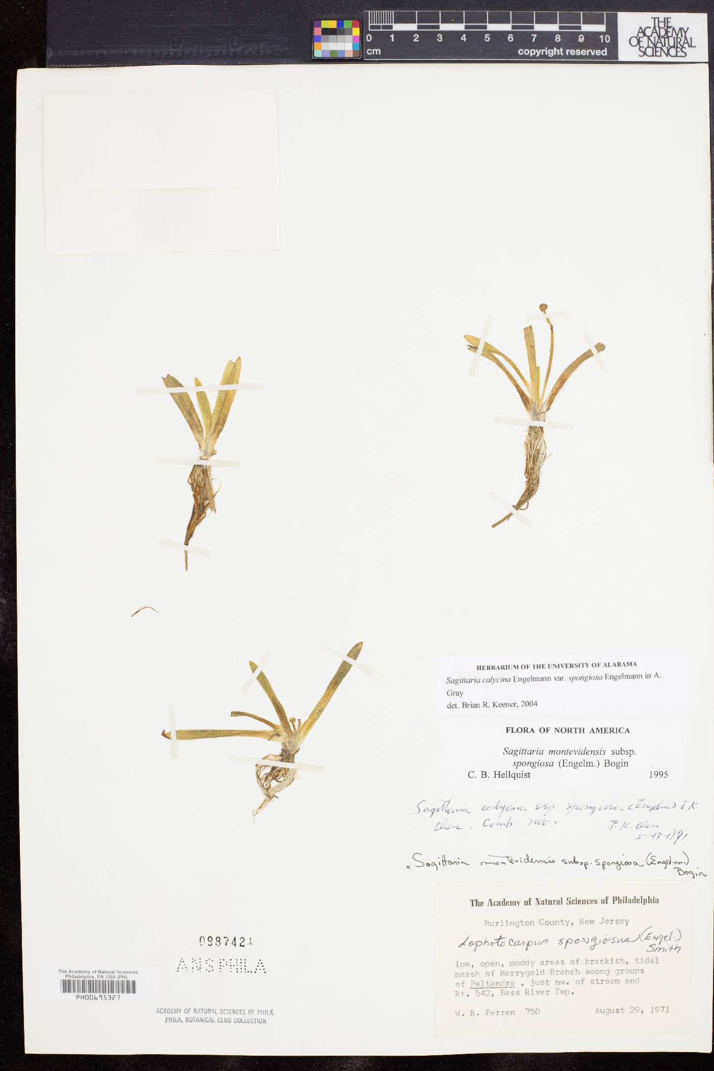 Sagittaria montevidensis subsp. spongiosa image