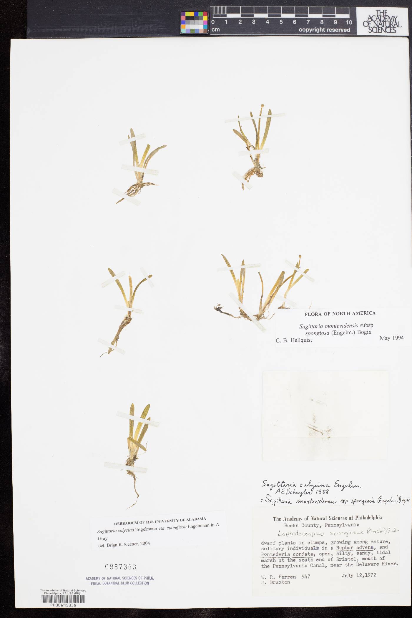 Sagittaria montevidensis subsp. spongiosa image