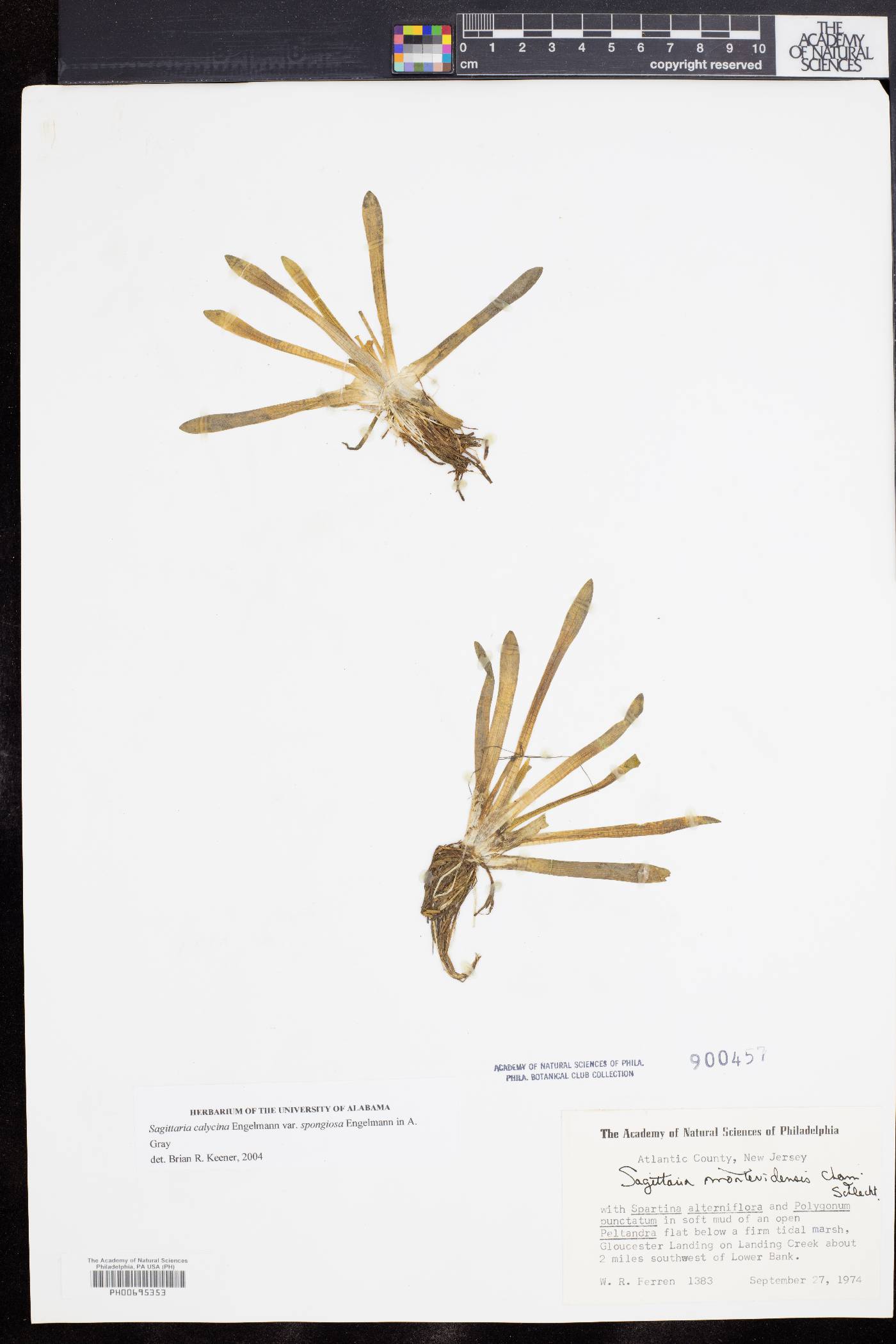 Sagittaria montevidensis subsp. spongiosa image
